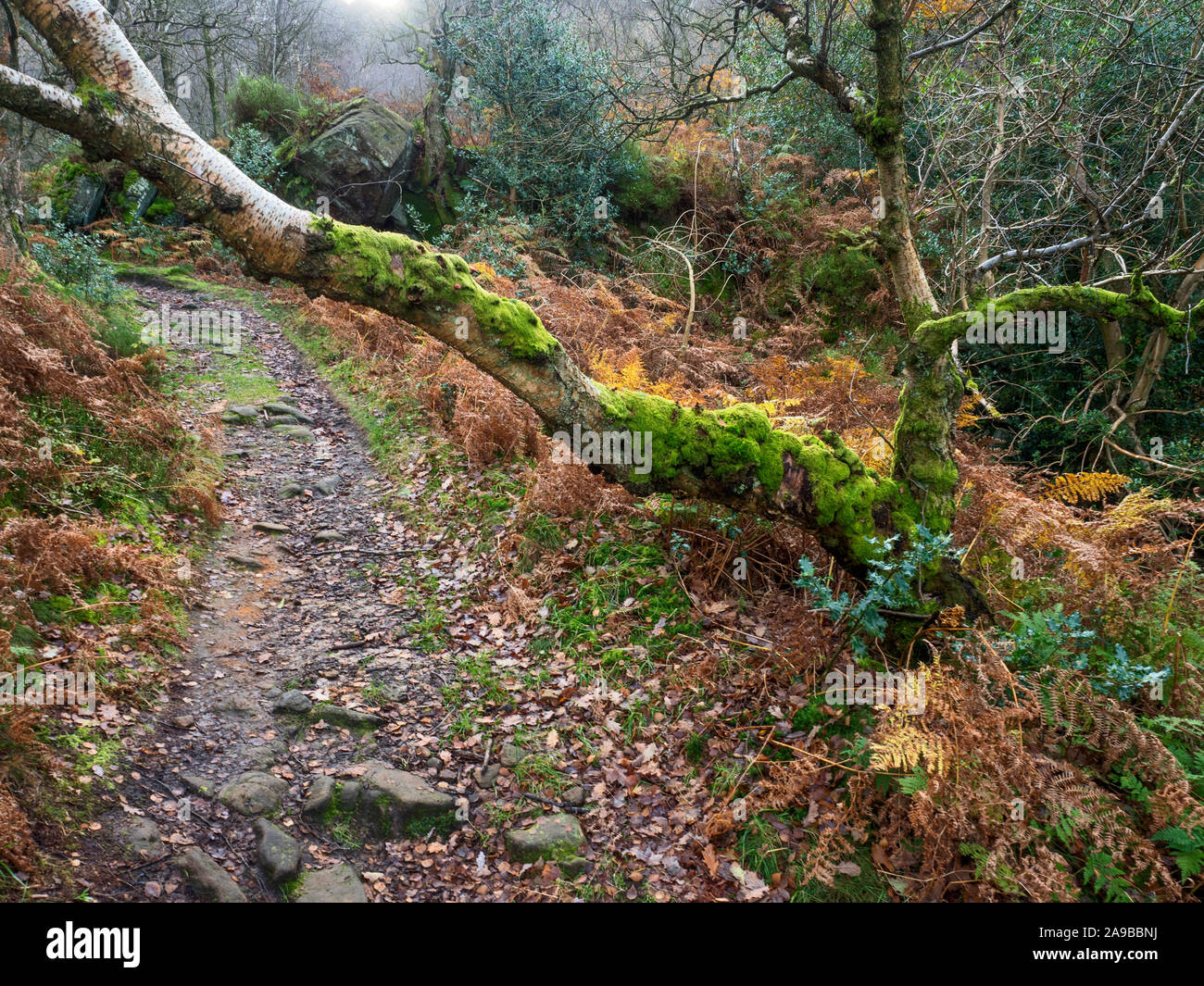 Arbre moussu par un chemin à travers bois, près de Guisecliff Nidderdale Campsites Canet-en-Roussillon North Yorkshire Angleterre Banque D'Images