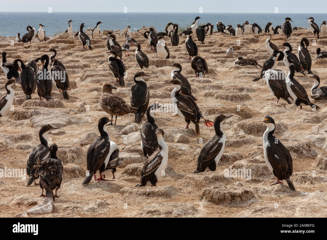 La plupart Colonie de cormorans impériaux (Leucocarbo atriceps) Également connu sous le nom de blue-eyed Shag ou Blue-eyed cormorans sur l'île de cailloux dans les îles Falkland Island Banque D'Images