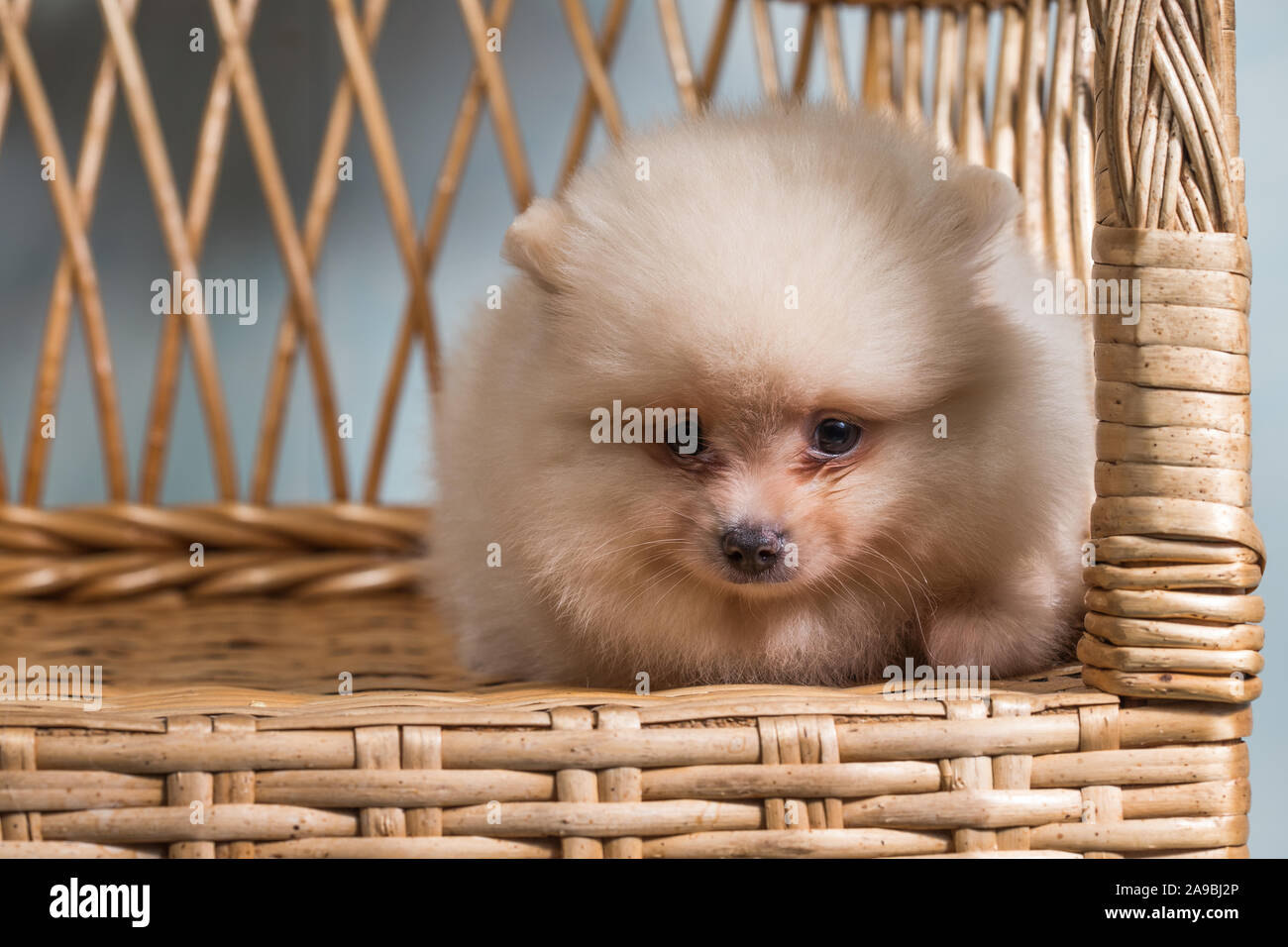 Chiot mignon de Spitz Pomeranian miniature Zwergspitz Spitz nain ou sur une chaise. Petit chien est de deux mois. Banque D'Images