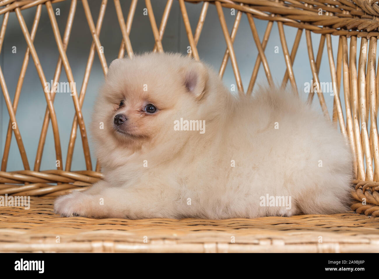 Chiot mignon de Spitz Pomeranian miniature Zwergspitz Spitz nain ou sur une  chaise. Petit chien est de deux mois Photo Stock - Alamy