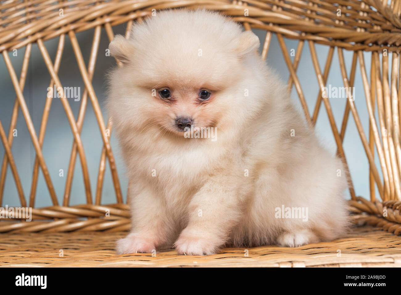 Two Pomeranian Dogs Photos Two Pomeranian Dogs Images Alamy