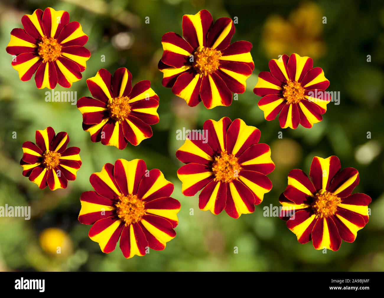 Montage de fleurs rouge et jaune Banque D'Images