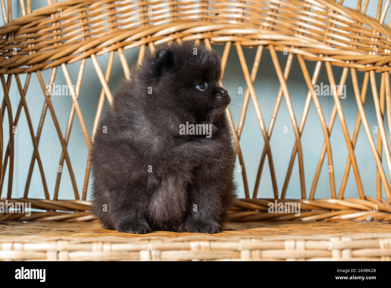 Chiot mignon de Spitz Pomeranian miniature Zwergspitz Spitz nain ou sur une chaise. Petit chien est de deux mois. Banque D'Images