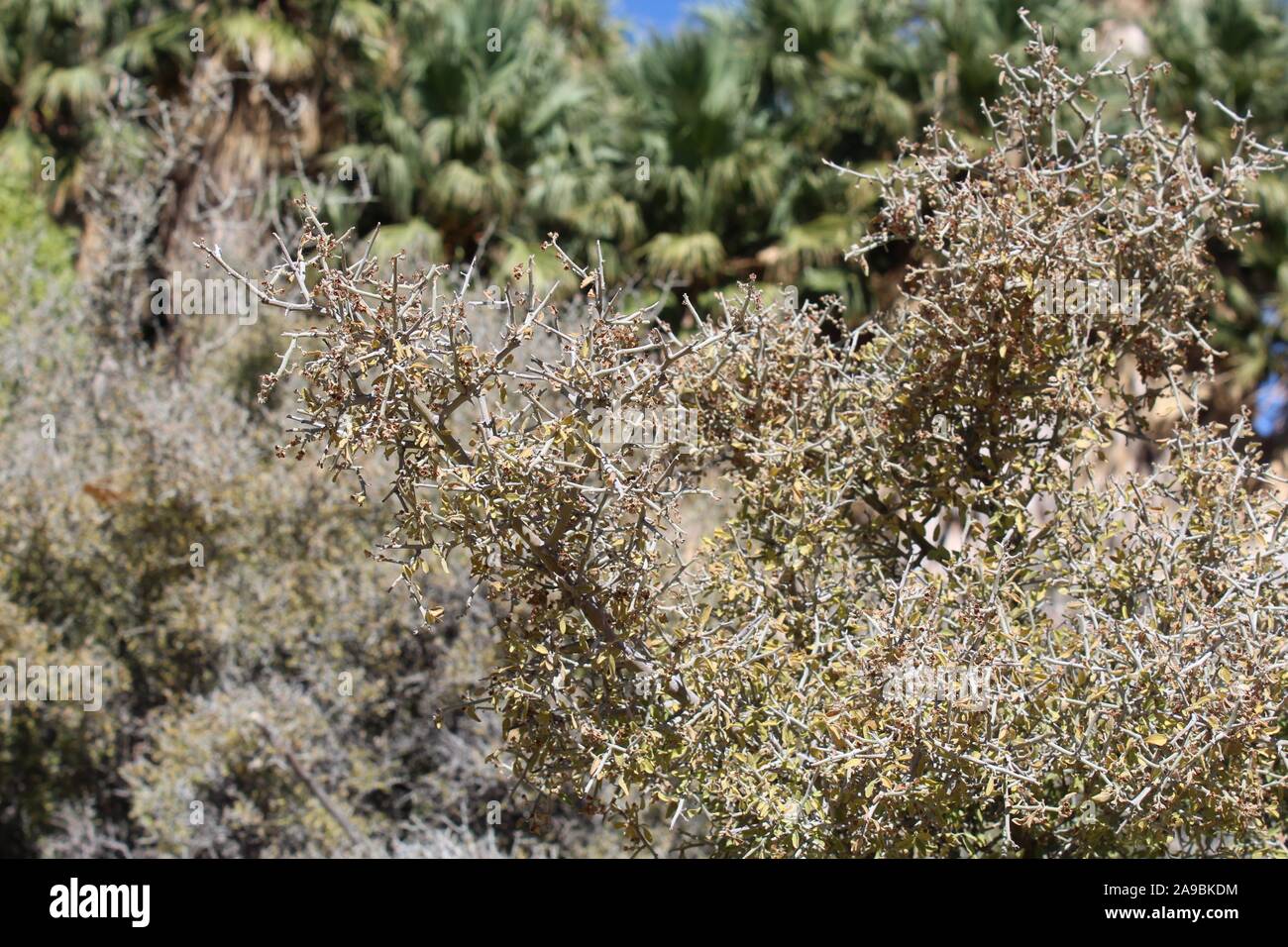 Dans le désert près de Colorado Spring Cottonwood de Joshua Tree National Park, sur le plan taxonomique des plantes indigènes, Ziziphus Obtusifolia comme Graythorn avec désinvolture. Banque D'Images