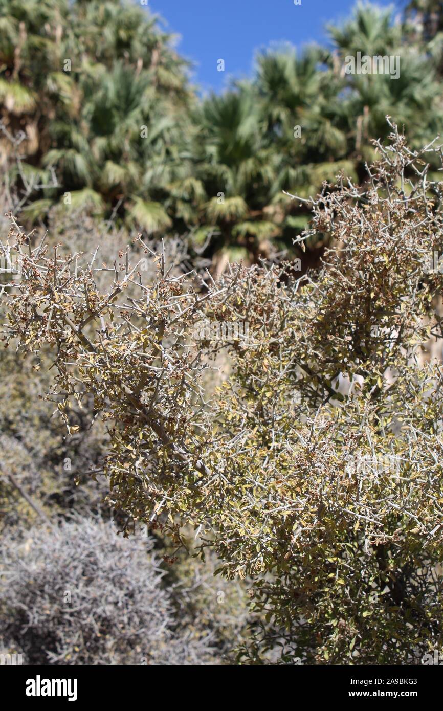 Dans le désert près de Colorado Spring Cottonwood de Joshua Tree National Park, sur le plan taxonomique des plantes indigènes, Ziziphus Obtusifolia comme Graythorn avec désinvolture. Banque D'Images