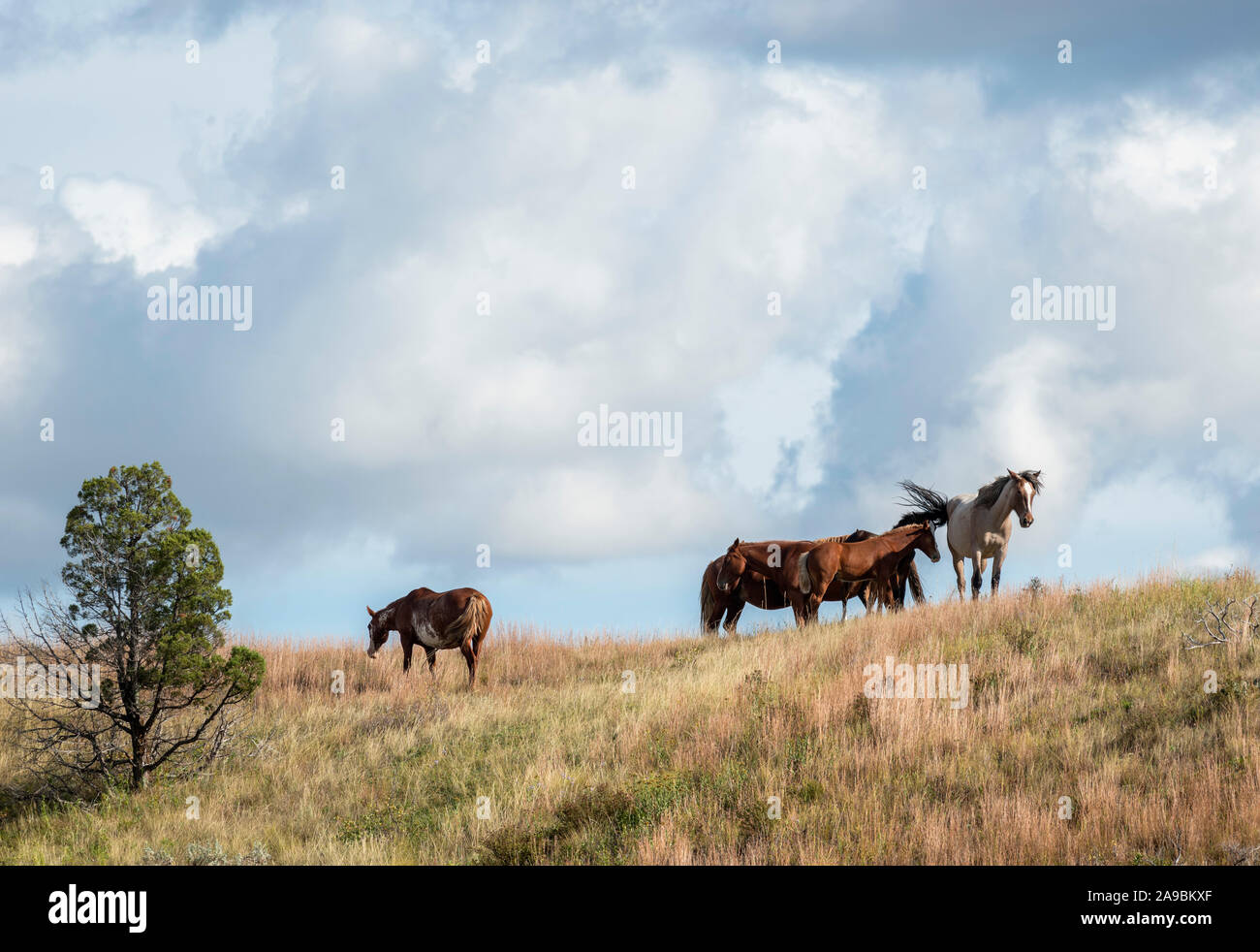 Chevaux sauvages au Parc National Theodore Roosevelt, Dakota du Nord, USA Banque D'Images