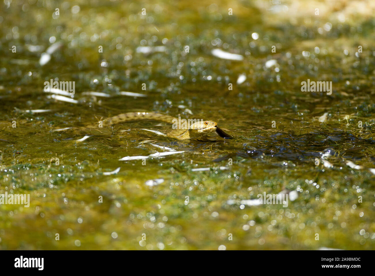 Serpent Natrix tessellata DÉS DE PÊCHE LIT D'une rivière de séchage en Crète. Temps chaud est en train de tuer CERTAINS DES AUTRES POISSONS. Banque D'Images