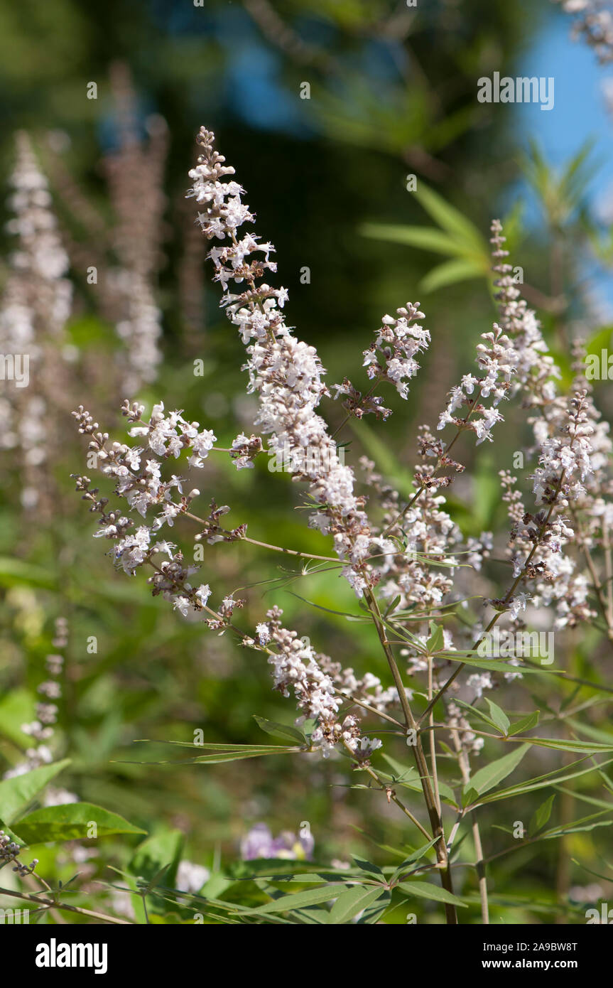 Vitex agnus-castus, Moenchspfeffer Keuschbaum Chaste-Berry,,Arbre Banque D'Images