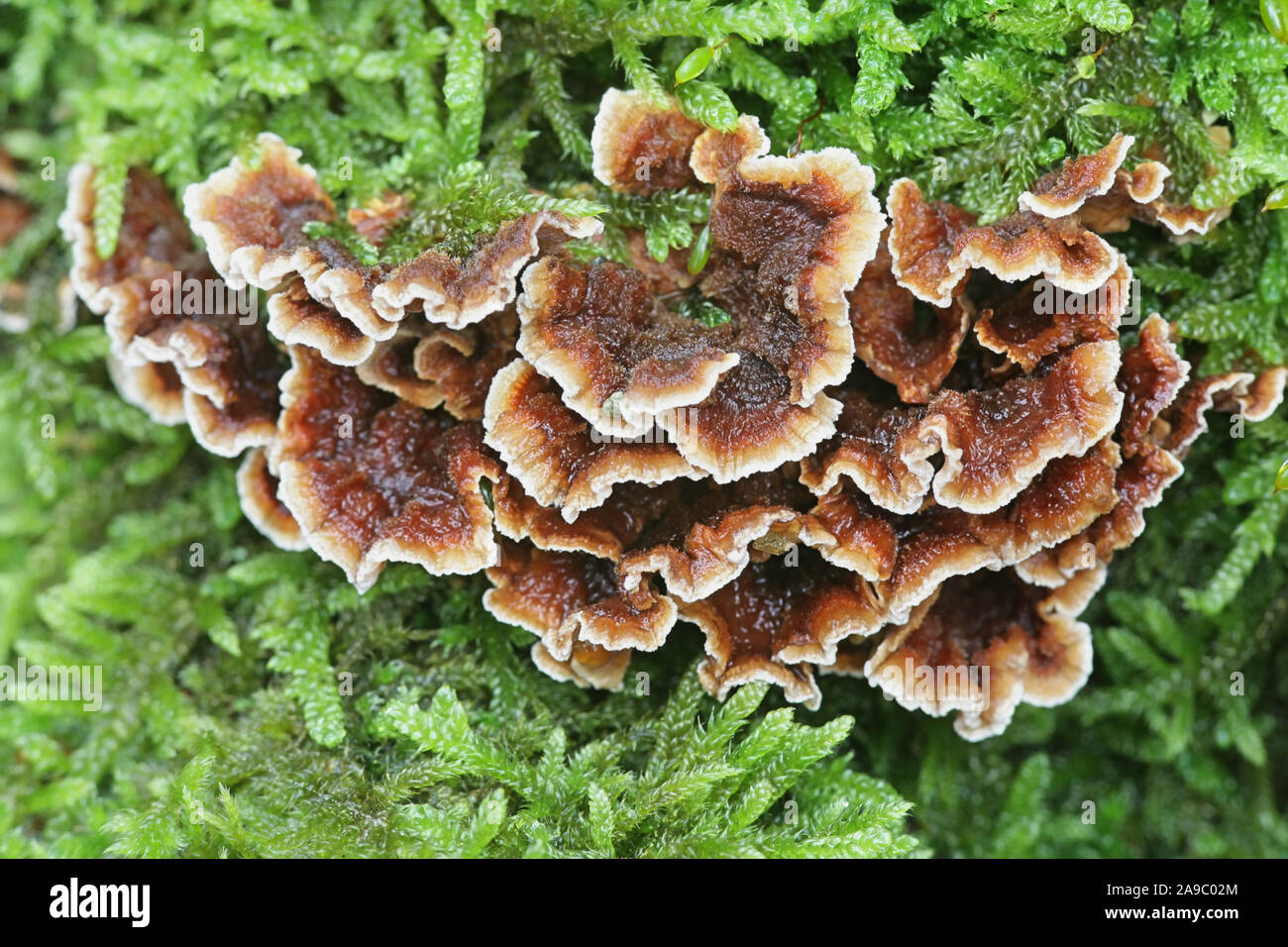 Stereum gausapatum, connu sous le nom de chêne de saignement, croûte de champignons sauvages de Finlande Banque D'Images