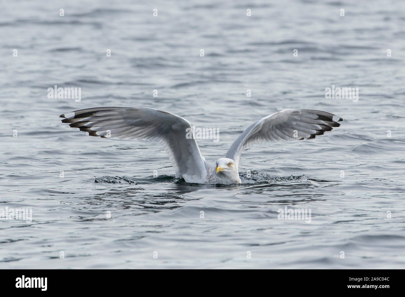 Une mouette flottant dans l'eau bat des ailes sur un lac en Coeur d' Alene, Idaho. Banque D'Images