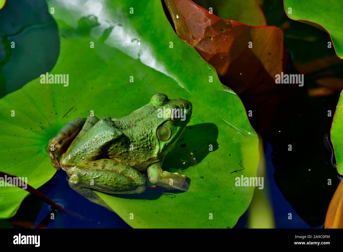 Une grenouille verte ' Lithobates clamitans', assis sur une geen de nénuphar dans un étang, sur l'île de Vancouver, Colombie-Britannique, Canada. Banque D'Images