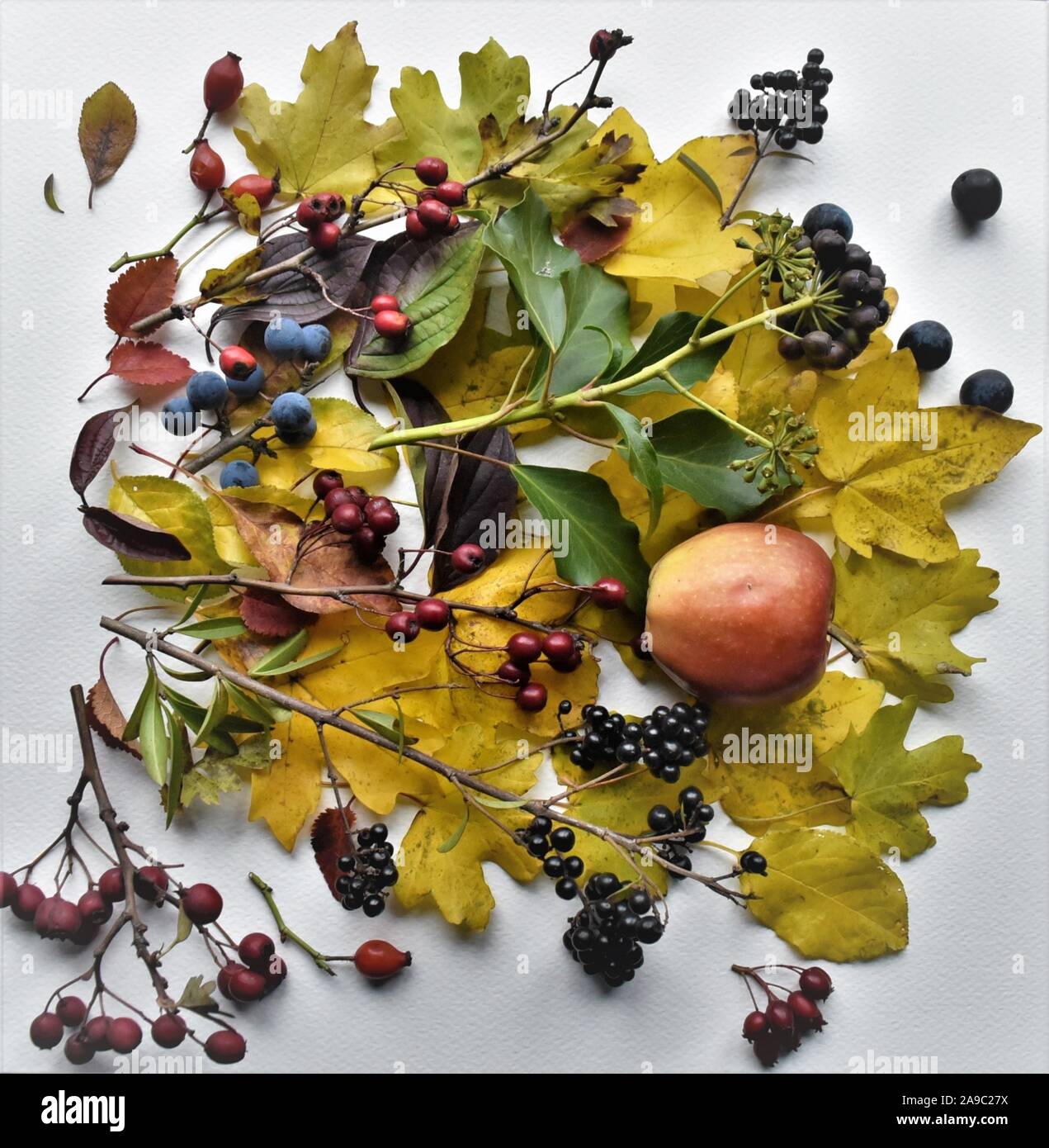 Feuilles et baies d'automne sur fond blanc, sélection hedgerow, Banque D'Images