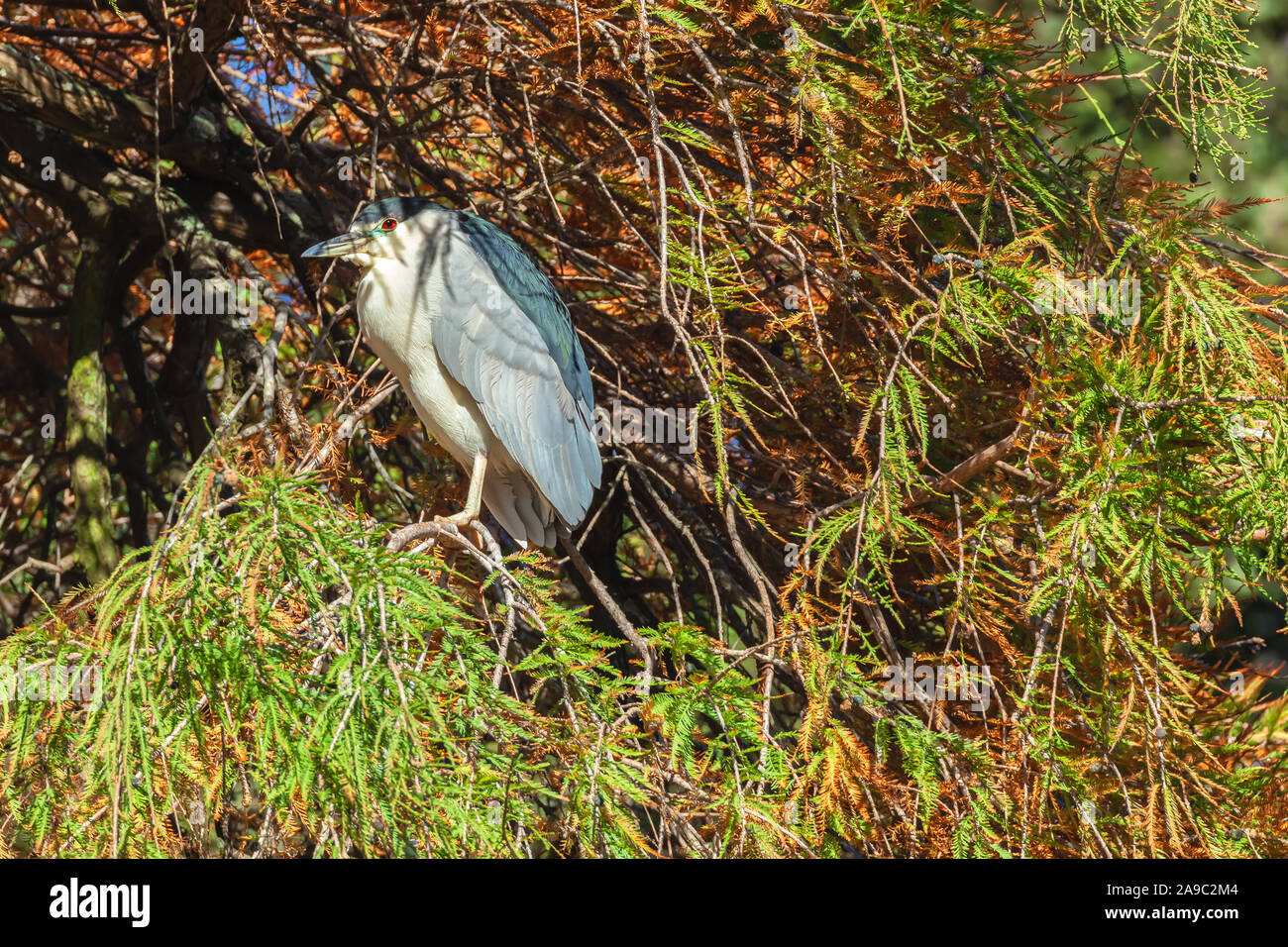Des profils bihoreau gris (Nycticorax nycticorax), San Francisco, California, United States. Banque D'Images