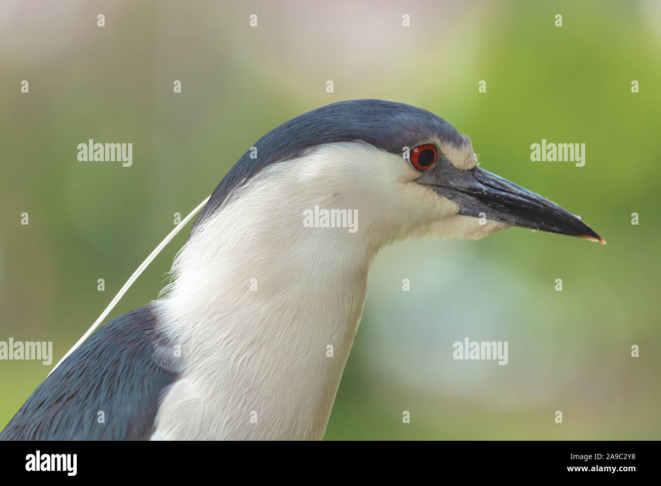 Close up d'un adulte bihoreau gris (Nycticorax nycticorax), San Francisco, California, United States. Banque D'Images