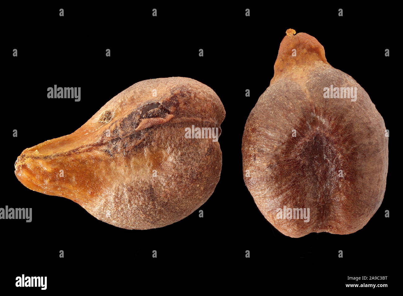 Vitis vinifera, vigne à raisin, Weinrebe, gros plan, graines, longueur 5-7 mm Banque D'Images