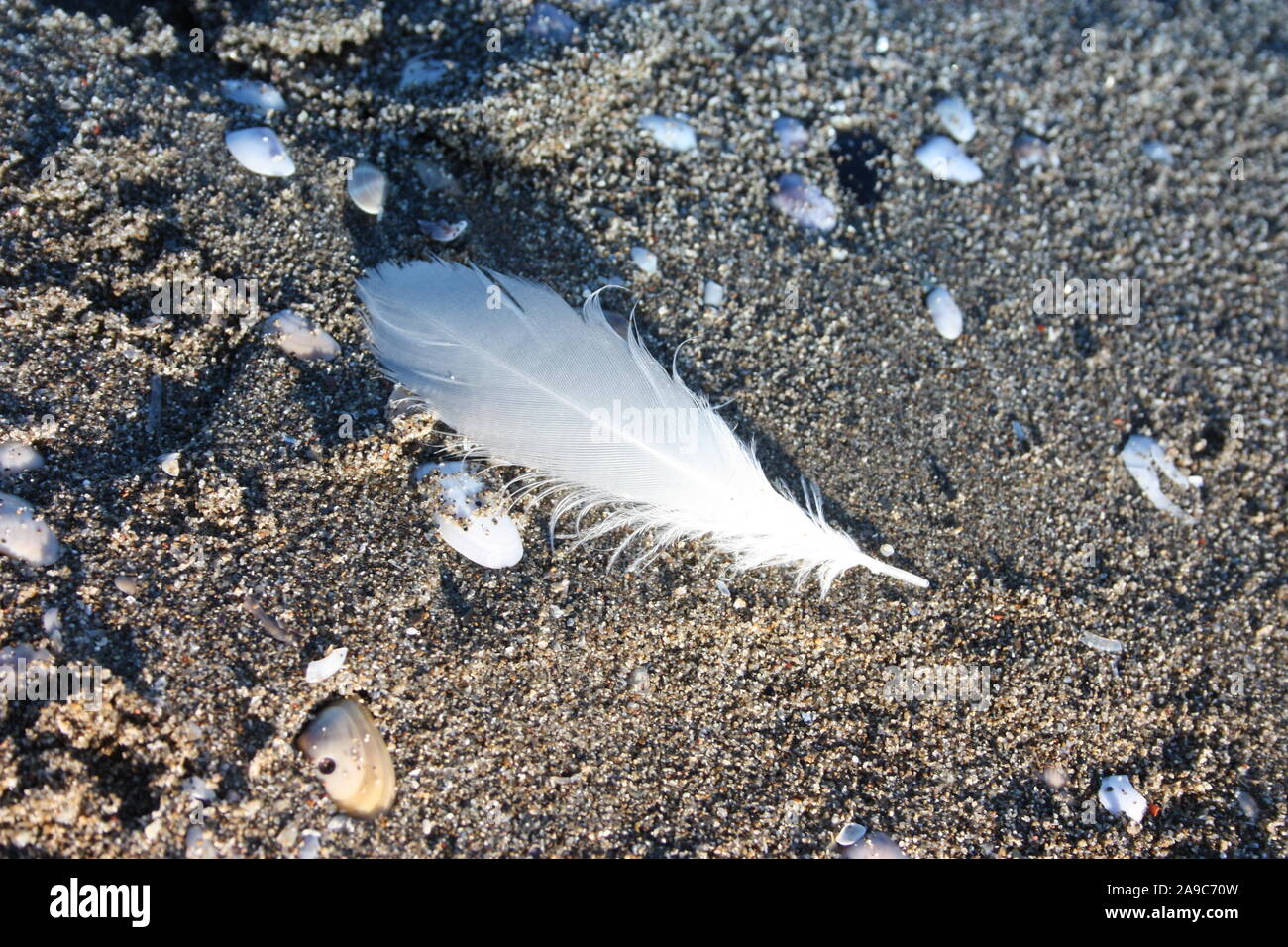 Plume blanche, délicate, d'un oiseau à plumes, abandonné sur la plage de sable de Brown en Versilia, Toscane Banque D'Images
