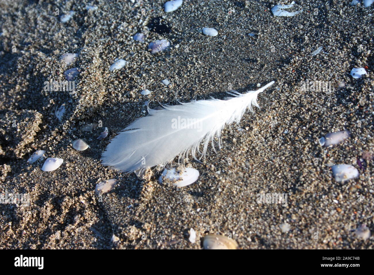 Plume blanche, délicate, d'un oiseau à plumes, abandonné sur la plage de sable de Brown en Versilia, Toscane Banque D'Images
