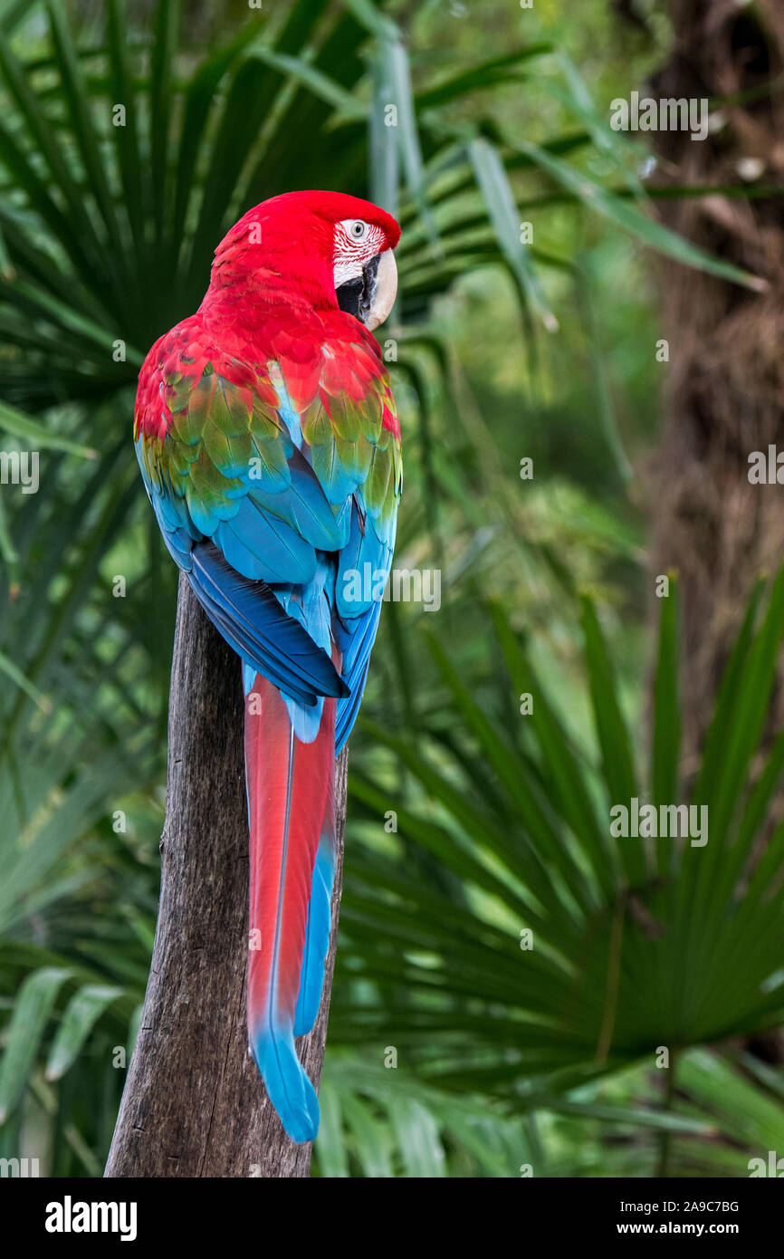 Red-et-ara vert / green-winged macaw (Ara chloropterus) perché dans l'arbre, originaire du nord de l'Amérique du Sud et centrale Banque D'Images