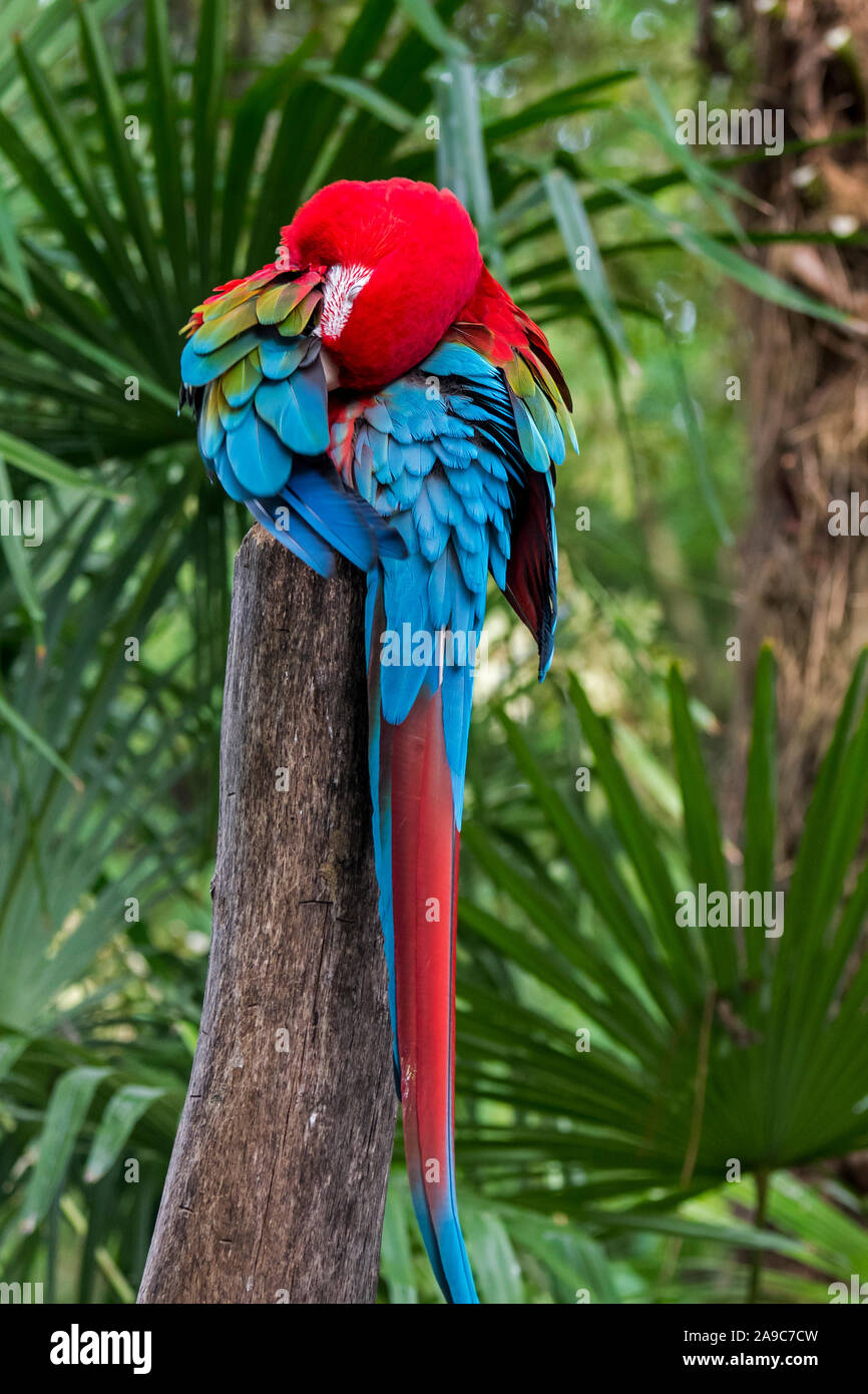 Red-et-ara vert / green-winged macaw (Ara chloropterus) se lisser les plumes, originaire du nord de l'Amérique du Sud et centrale Banque D'Images