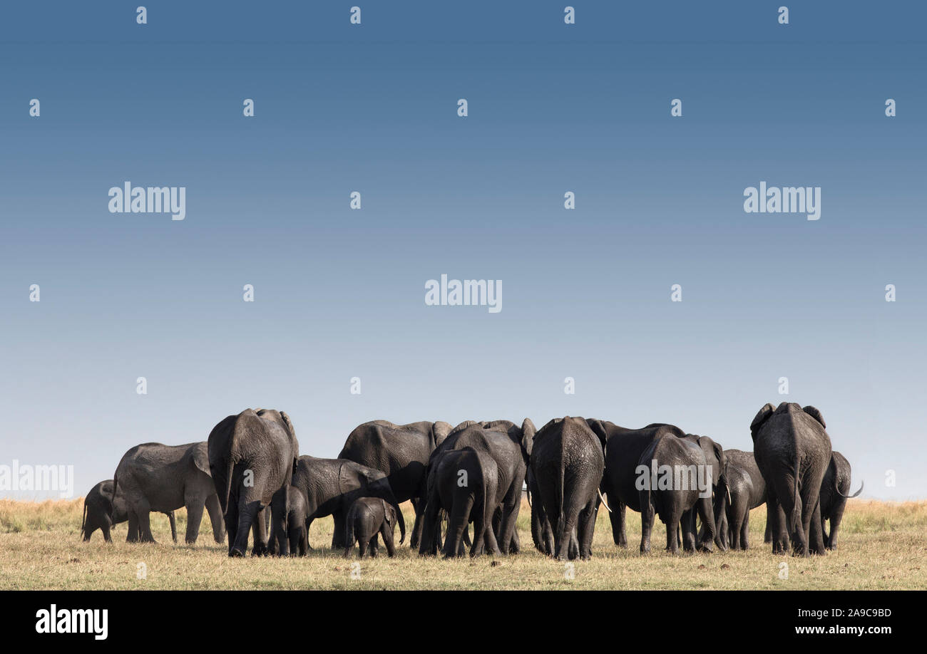 Grand groupe d'éléphants dans le parc d'Etosha, Namibie, Afrique Banque D'Images