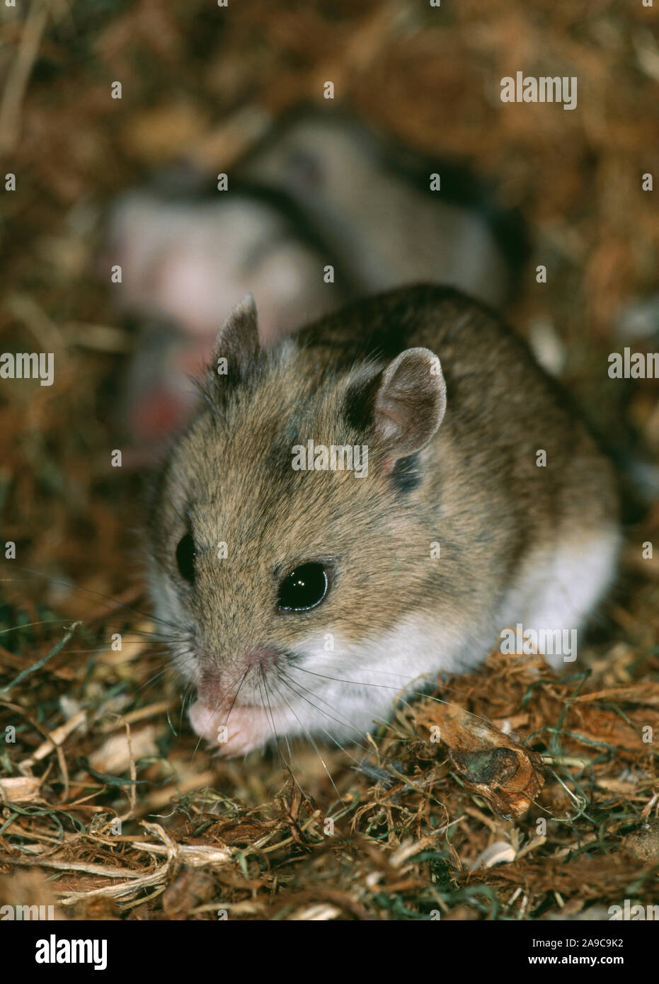 L'alimentation du hamster chinois (Cricetulus barabensis griseus), Femme avec nid de jeunes en arrière-plan. Banque D'Images