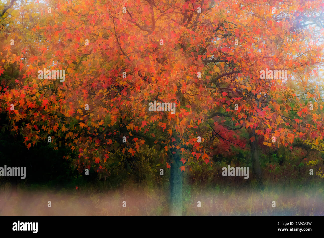Sweet gum tree portrait en automne Banque D'Images