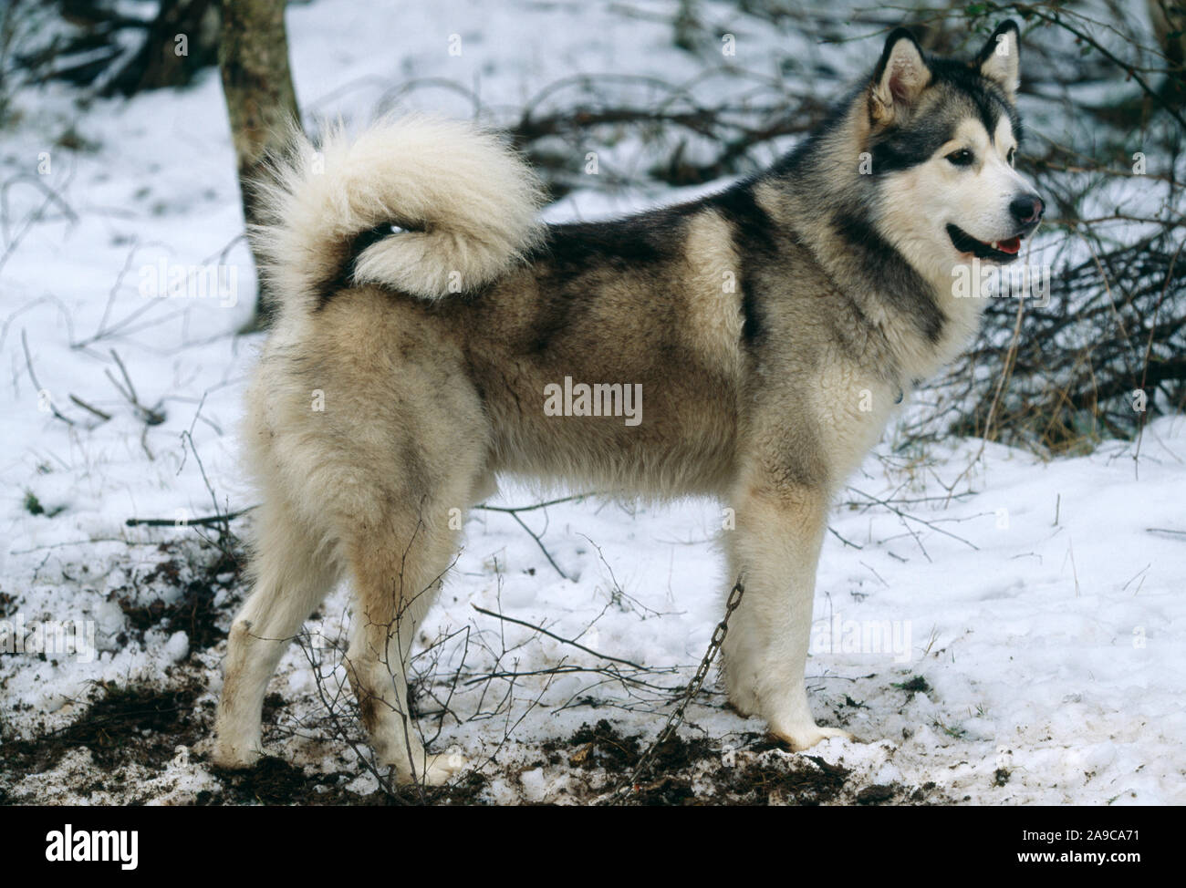 ALASKAN HUSKY MALEMUTE (Canis lupus familiaris). Profil, vue de côté. La neige au sol. L'hiver. Enchaînés. Attaché, UK Banque D'Images
