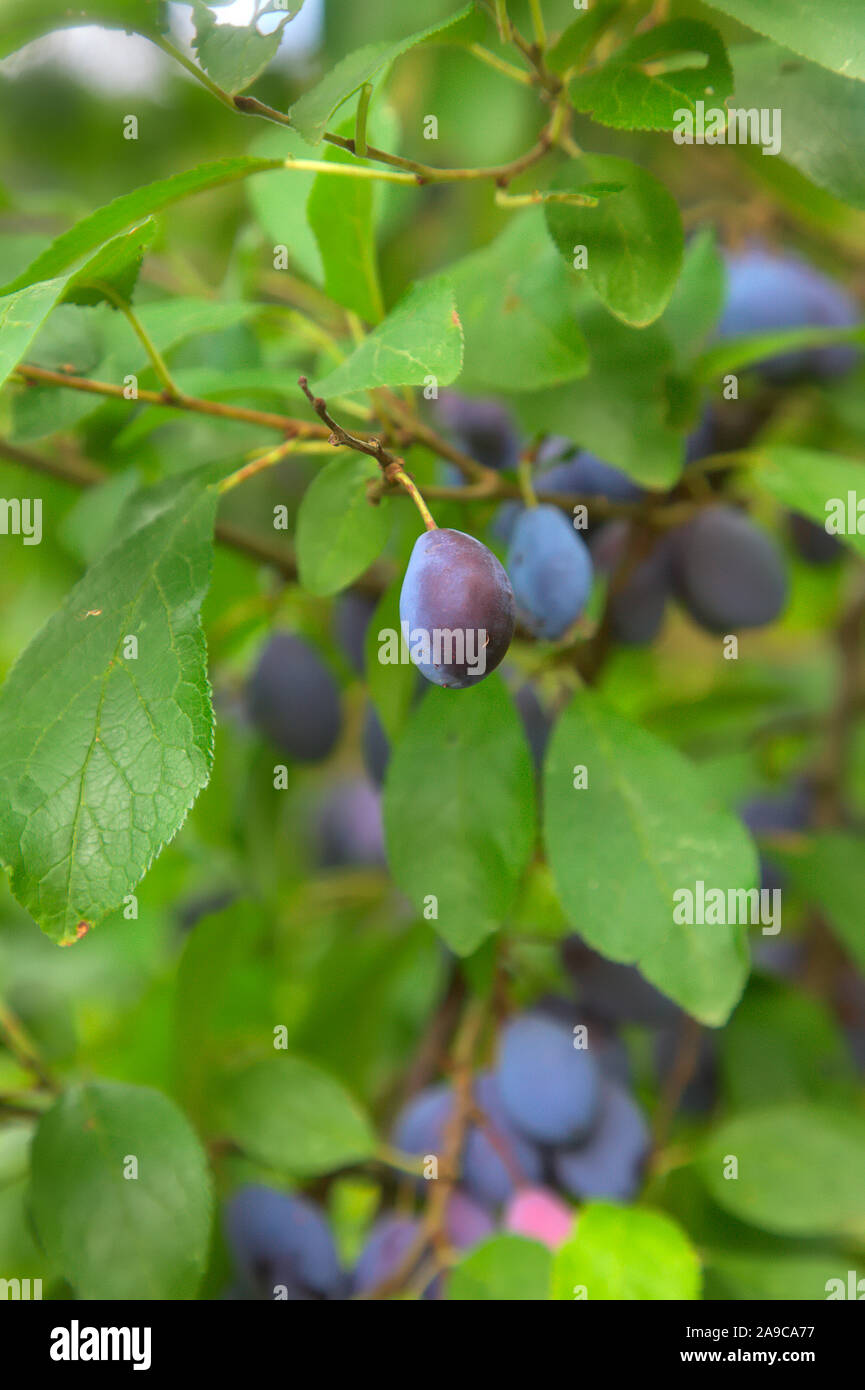 Damsons - Prunus 'Shropshire Prune Damson' prêt pour la récolte Banque D'Images