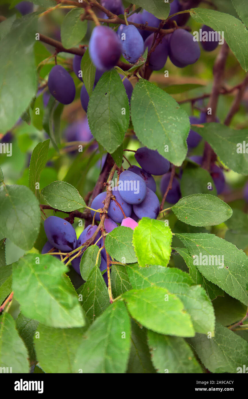 Damsons - Prunus 'Shropshire Prune Damson' prêt pour la récolte Banque D'Images