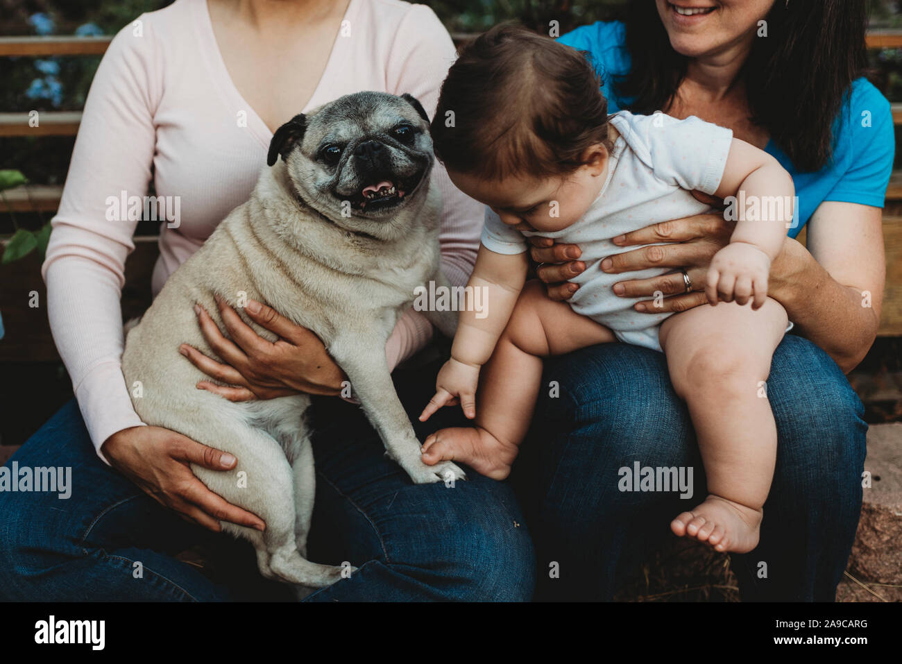 Bebe Potele Avec Pieds Nus Pieds Sur Les Genoux De Maman En Pointant Les Orteils Sur Le Pug Paw Photo Stock Alamy