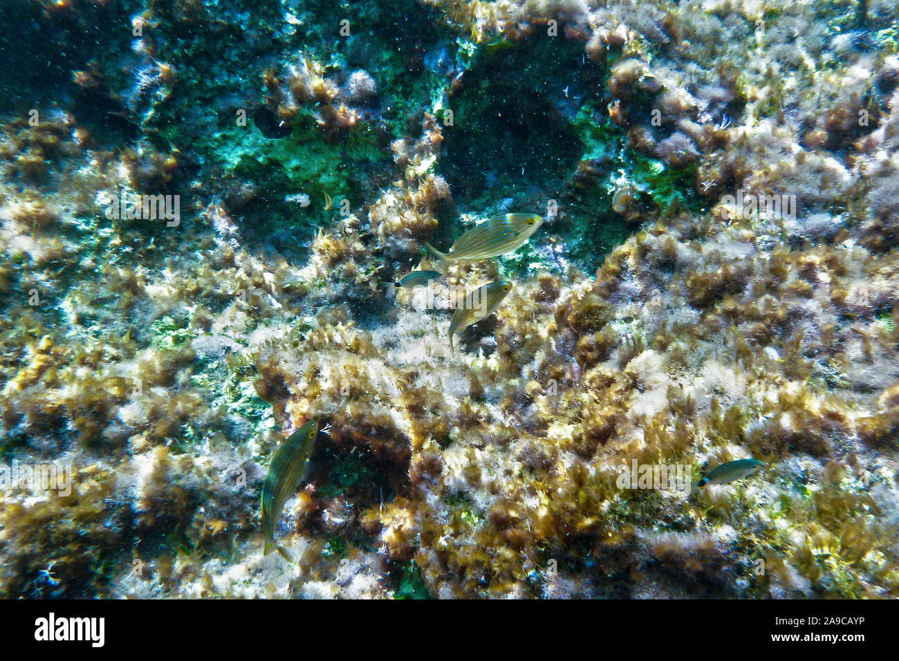 La brème de mer au large de la nourriture au récif rocheux Bahar ic-Caghaq à Malte Banque D'Images