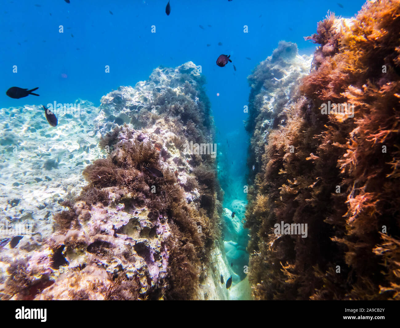 Suceur plat et des fonds marins peu profonds d'algues dans les eaux de la Méditerranée Banque D'Images