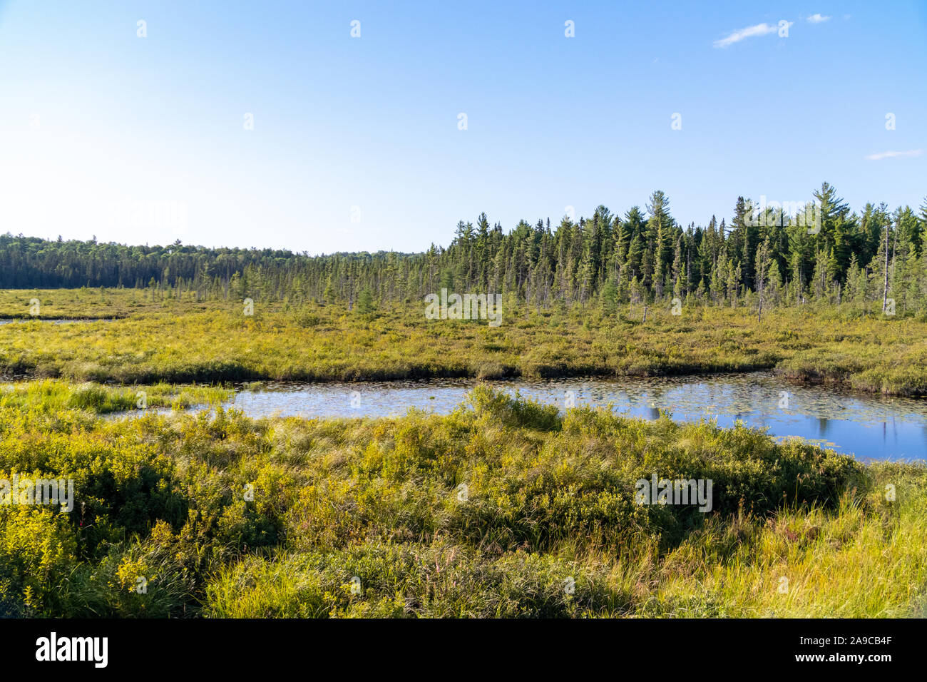 Promenade Spruce Bog landcape d'été avec des arbres et ciel bleu Banque D'Images