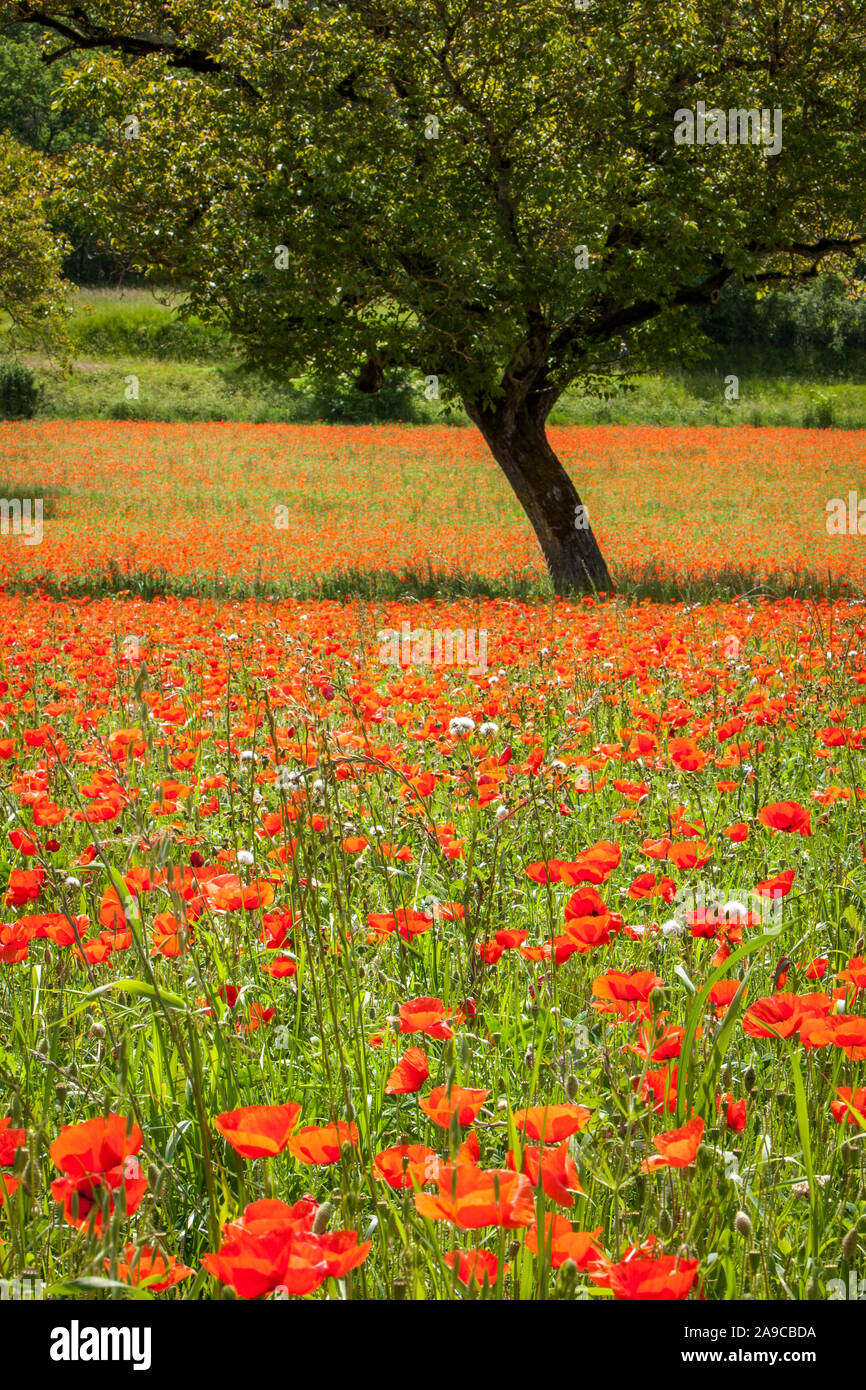 Le noyer dans un champ de coquelicots rouges sauvages Banque D'Images