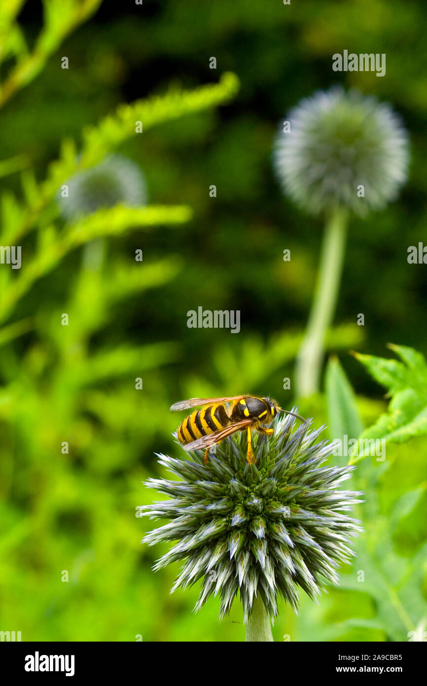 Gros plan d'une guêpe sur un chardon, l'été dans un jardin, avec un feuillage vert luxuriant en arrière-plan, hors foyer Banque D'Images