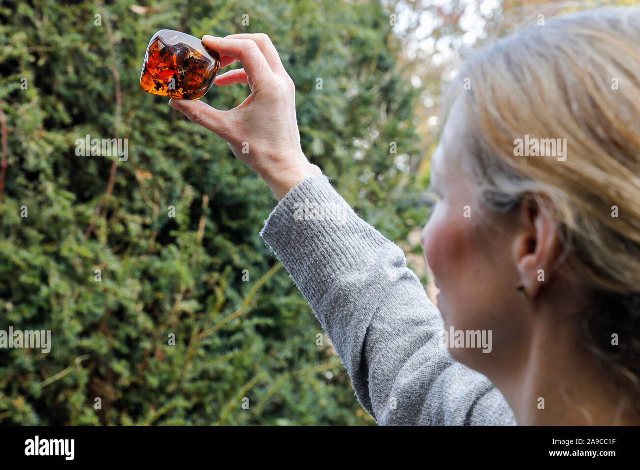 Stane Street, Ardenne. 14 novembre 2019. Un ensemble de très rares artefacts pour vente à la place de l'été, les ventes aux enchères en Ardenne à West Sussex, dans le cadre de leur 'évolution' collection. L'été de Hoadley Lindsay Place Auctions Ltd pose avec un très rare et peut-être l'ambre unique contenant des spécimens de type tétrapodes créature. Ce spécimen a été trouvé dans la vallée de Hukawng, le Myanmar (Birmanie), et on s'attend à récupérer entre $80000 et $120000 à l'enchère. Credit : james jagger/Alamy Live News Banque D'Images