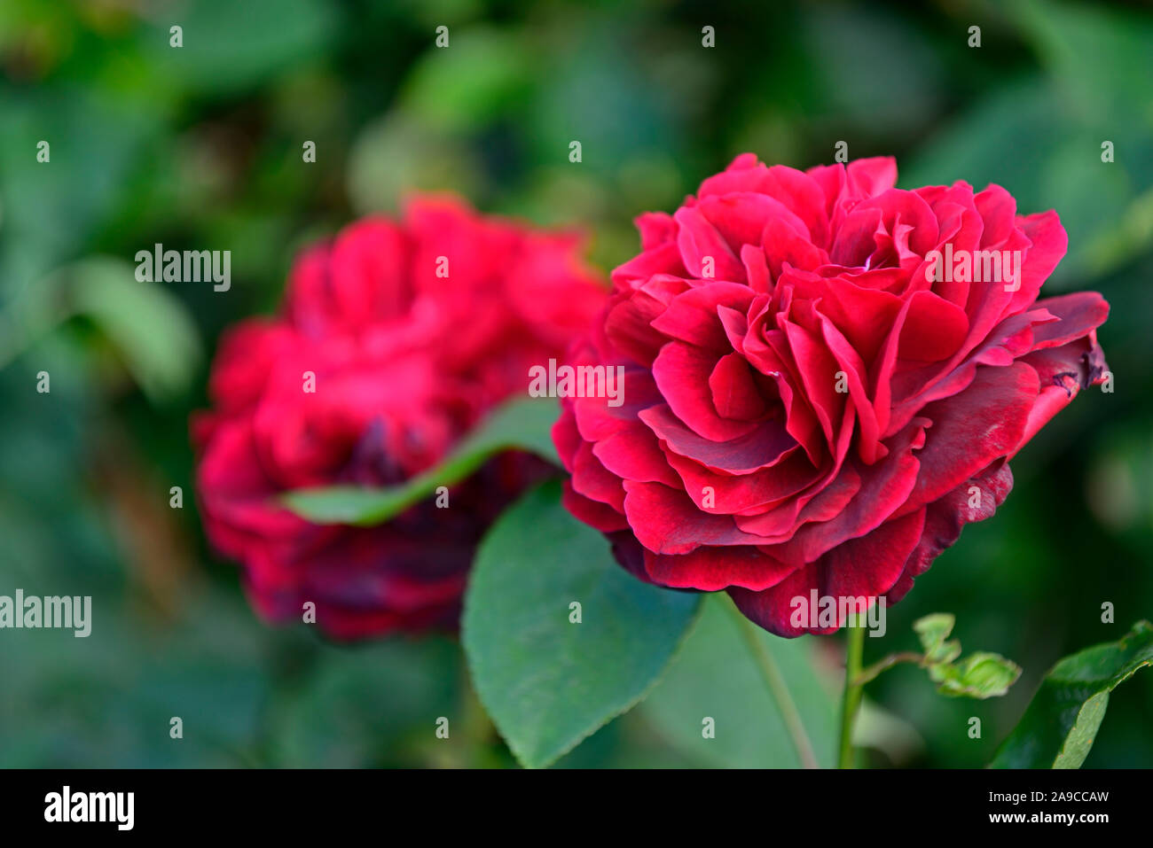 Rosa Darcey Bussell Darcey Bussell,rose,rose,arbustes,roses,rouge,fleurs,fleurs,fleurs floral RM Banque D'Images