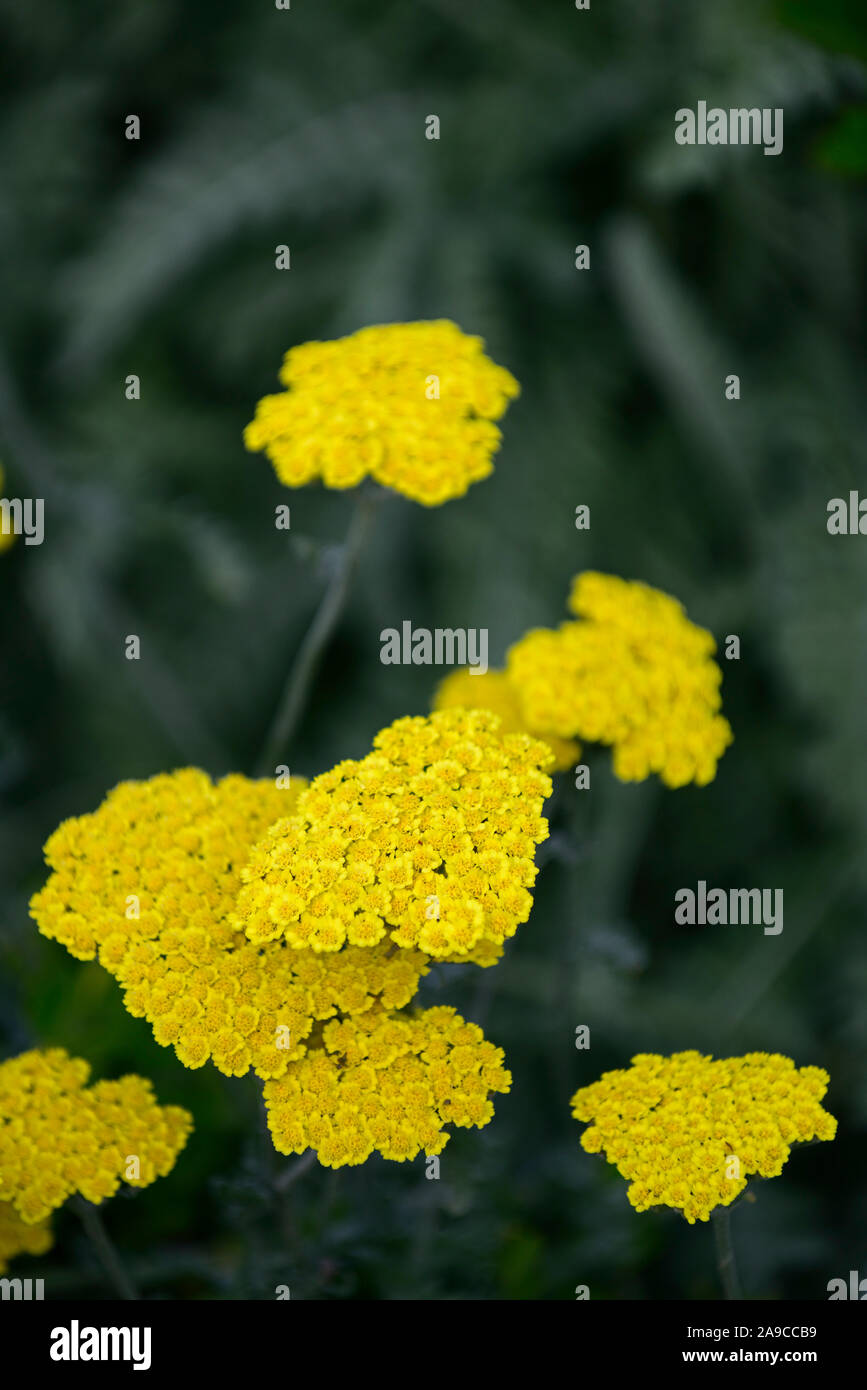 Moonshine achillea filipendulina achillée jaune,fleurs,fleurs,,plante herbacée vivace,floraison d'été ,jardin,Fleurs,RM jardins Banque D'Images