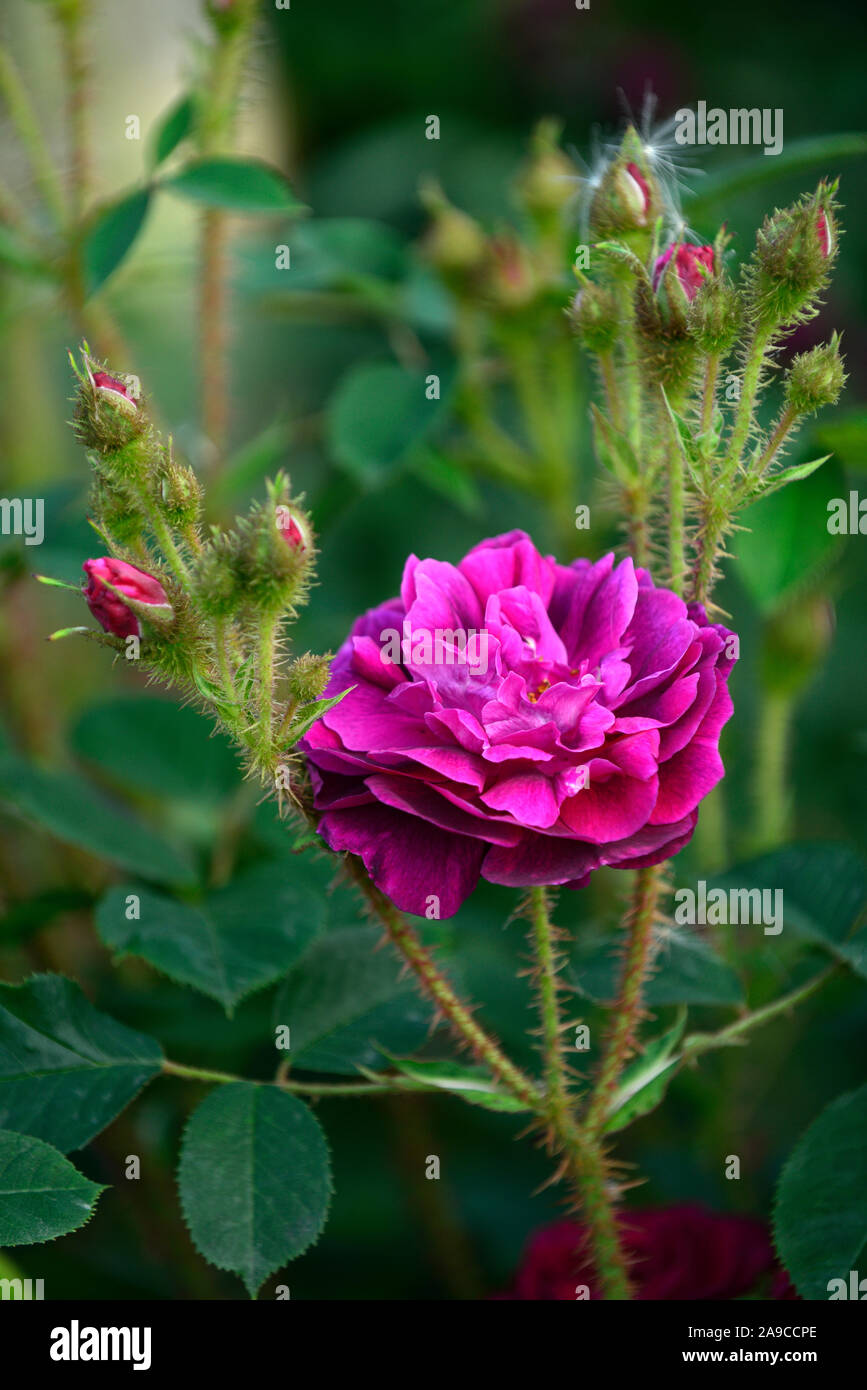 Rosa,Japonica japonica rose vieux rose,rose,mousse,rose,roses moussues rose magenta,fleurs,fleurs,fleurs,Fleurs,RM Banque D'Images