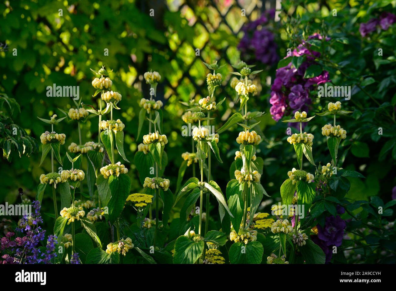 Phlomis fruticosa sauge de Jérusalem,jaune,fleurs,fleurs,fleurs,jardin,vivaces vivaces,jardins floraux,RM Banque D'Images