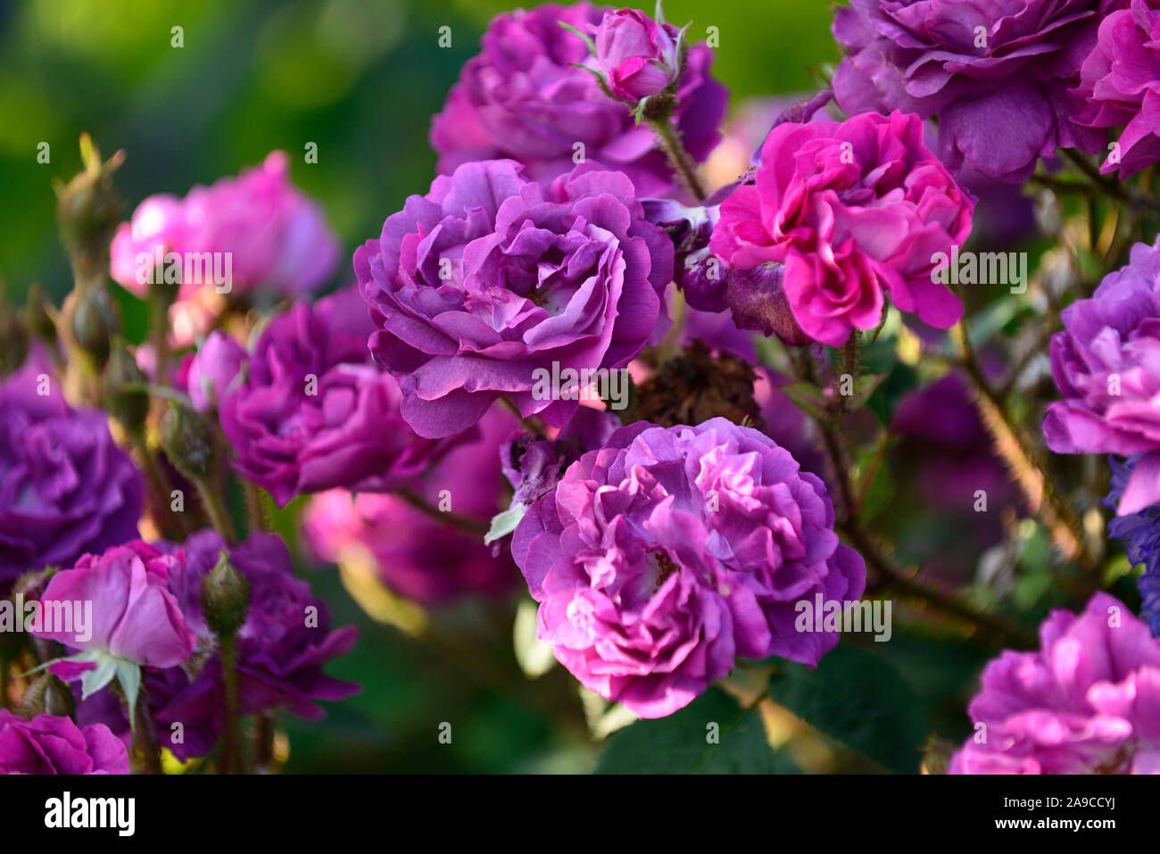 Rosa James Veitch,Rose,James veitch old rose magenta foncé,roses,fleurs,fleurs,fleurs,Fleurs,RM Banque D'Images