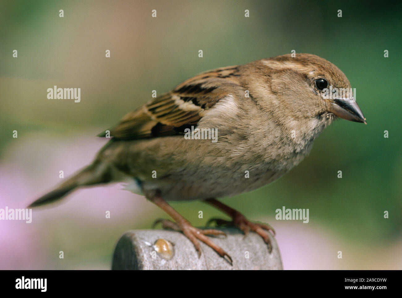 Moineau domestique (Passer domesticus). Poule ou femelle. Un dimorphisme sexuel. Perché sur le dos d'un fauteuil de jardin. Banque D'Images