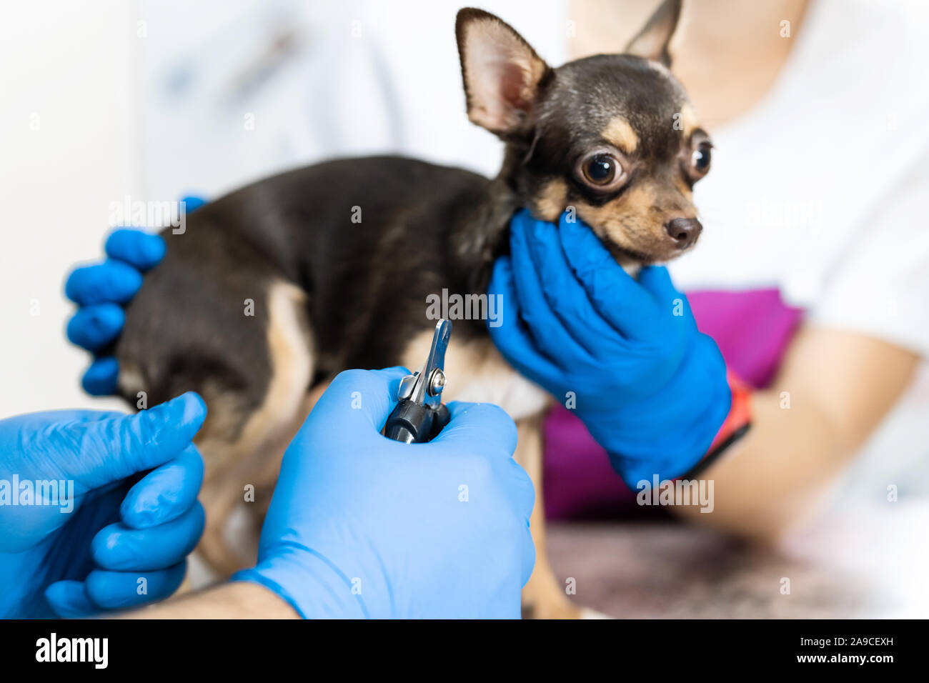 Dog Nail Clipping Photos Dog Nail Clipping Images Alamy