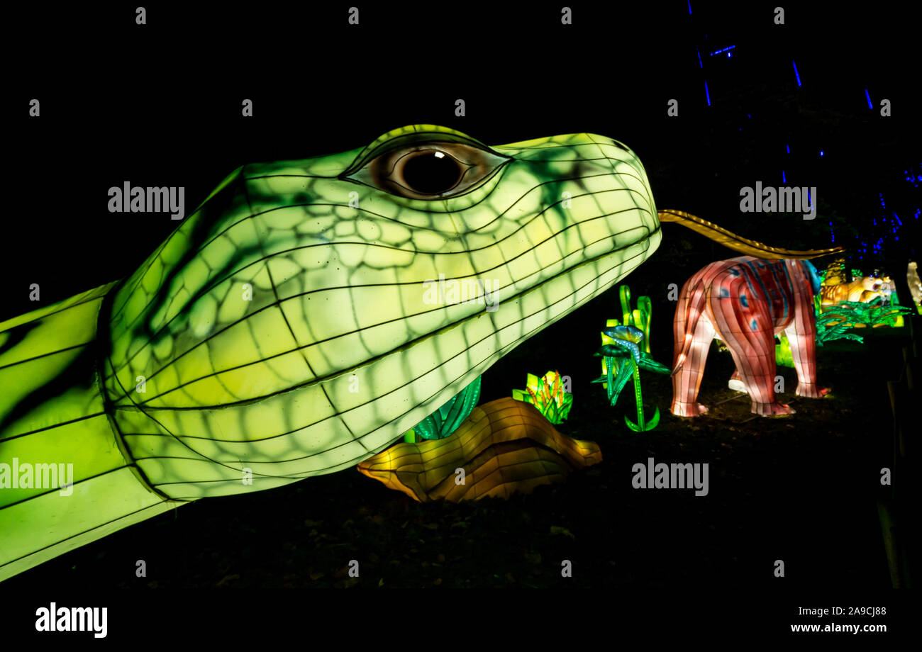 Zoo d'Édimbourg, Écosse, Royaume-Uni, 14 novembre 2019. Lanternes géantes au zoo d'Édimbourg. Le thème de la spectaculaire exposition de lanternes de cette année est « Lost Worlds », avec des dinosaures qui se baladaient sur un sentier étendu autour du zoo. Il présente des créatures étranges et merveilleuses de plus de 570 millions d'années de faune. Un serpent géant dont la langue dépasse Banque D'Images