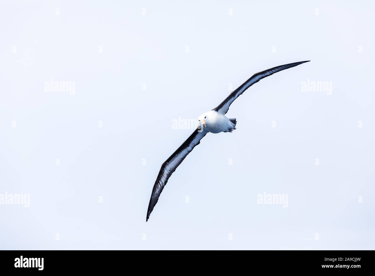 Black-Browed Albatross voler dans les airs avec des ailes d'oiseaux, étirée avec vol à grande envergure de nourriture dans le sud du passage de Drake, Ocean Banque D'Images