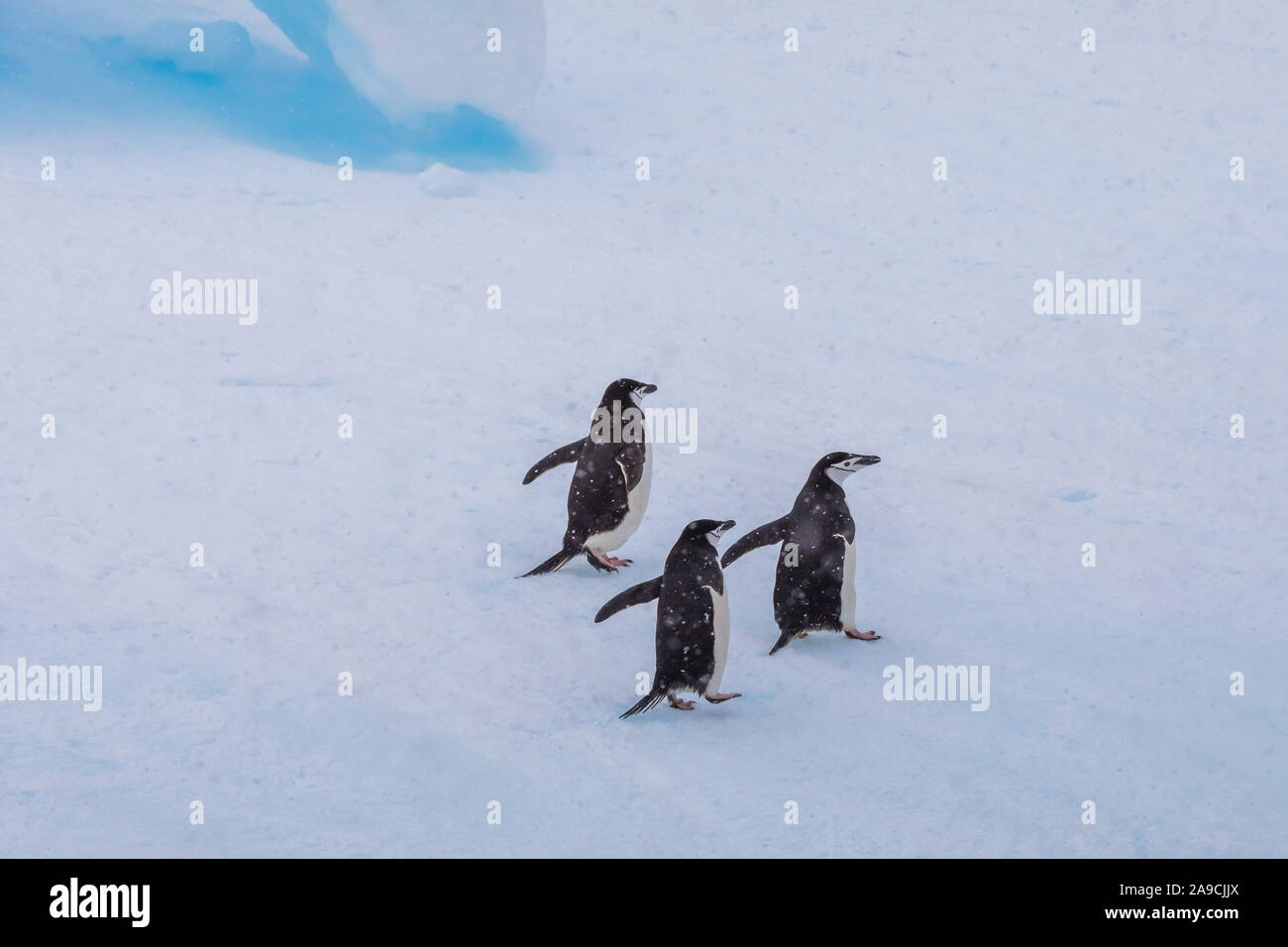 Groupe de gamla sur iceberg dans l'Antarctique, la faune, paysage gelé blanc préservation, péninsule antarctique Banque D'Images