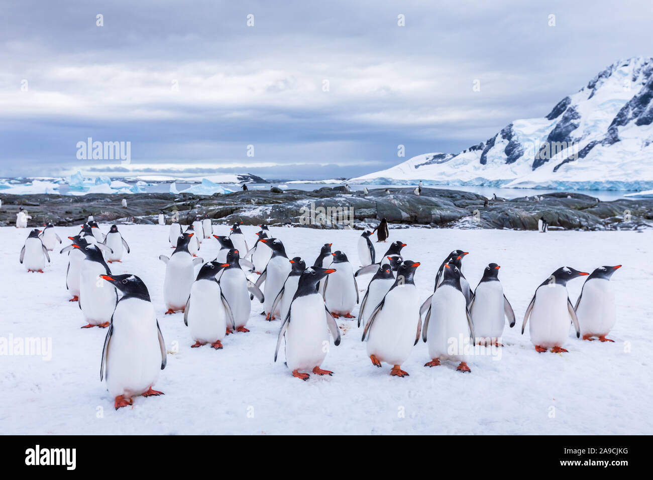 Groupe de curieux Gentoo pingouin regarder caméra dans l'Antarctique, creche ou d'oiseaux juvéniles se dandiner sur glacier, colonie en Péninsule Antarctique, la neige Banque D'Images