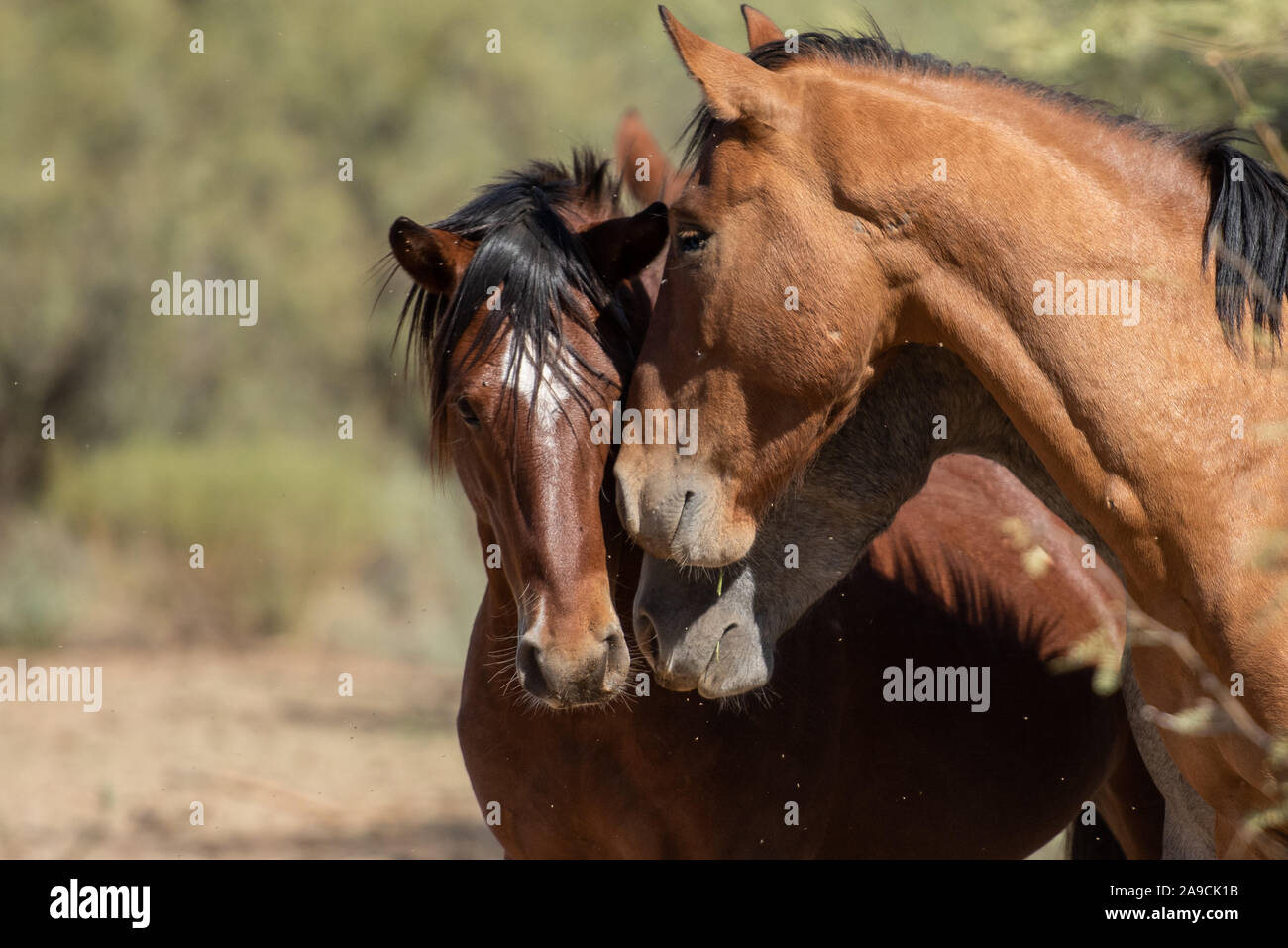 Les chevaux sauvages du désert au sud-ouest Banque D'Images