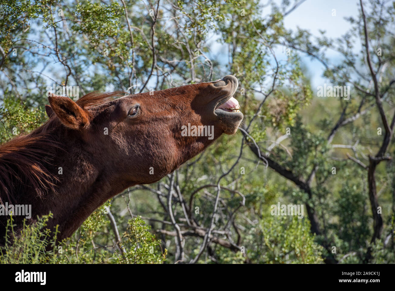 Les chevaux sauvages du désert au sud-ouest Banque D'Images