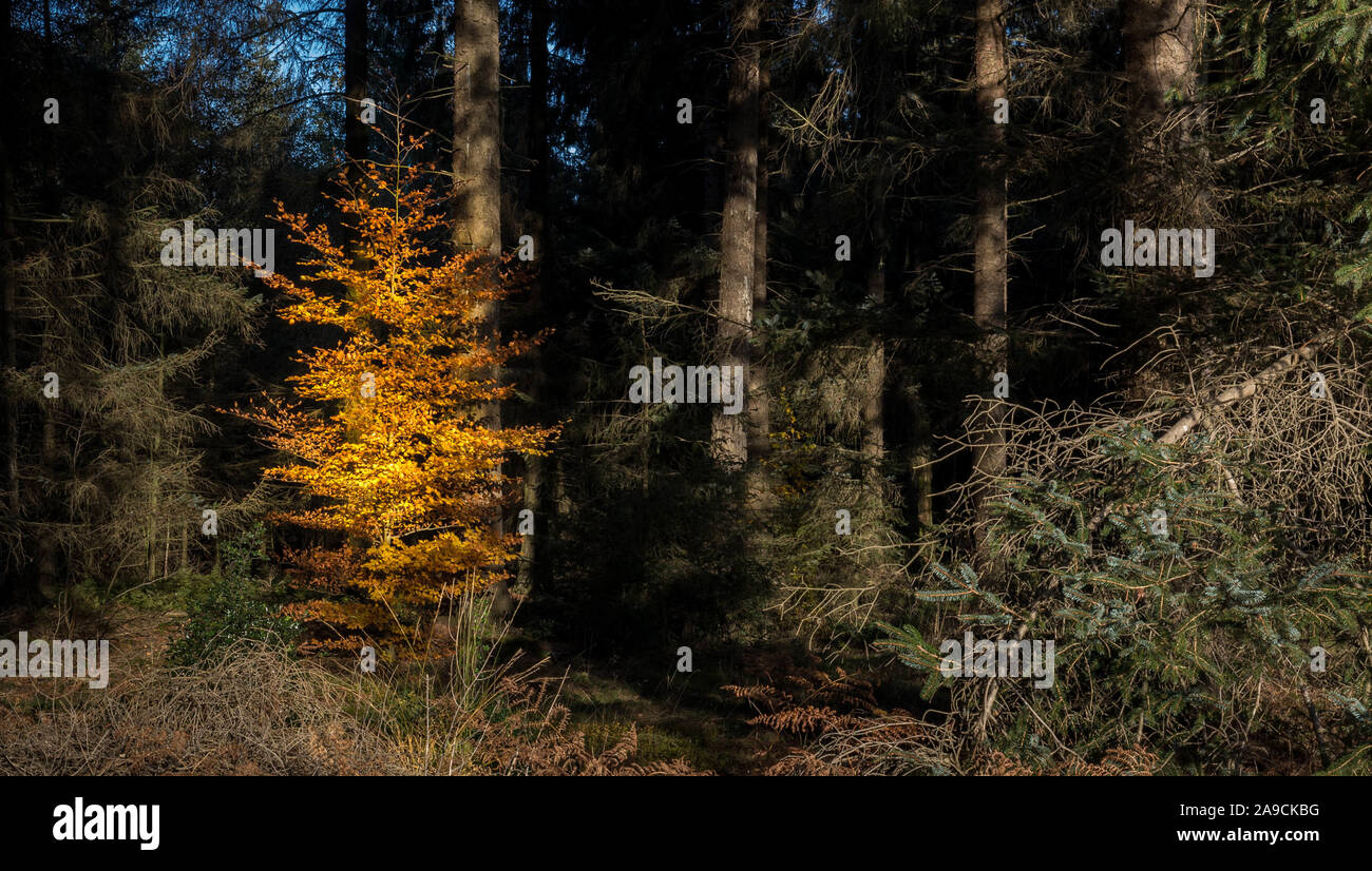 Autumnally hêtre lumineux dans la forêt sombre Banque D'Images